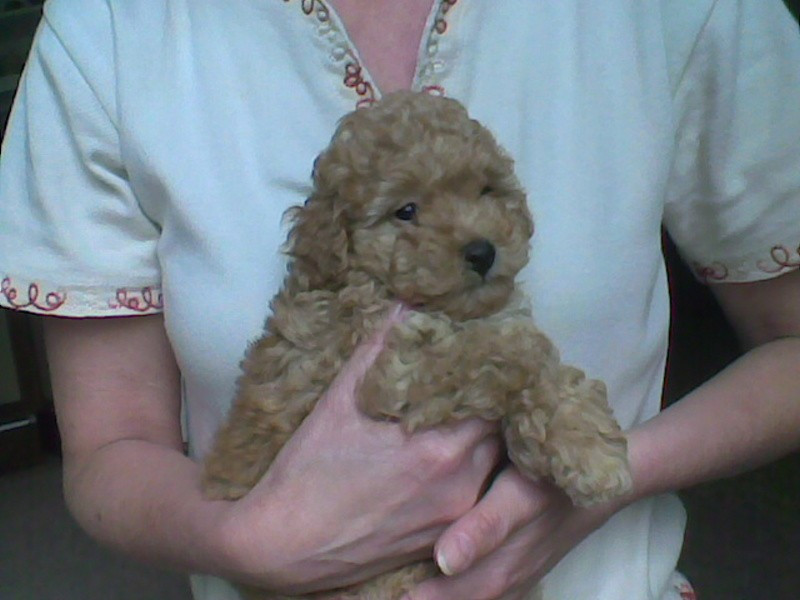 Příběh psího společníka