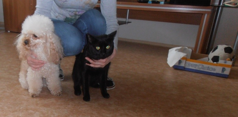 Dopoledne se zvířátky